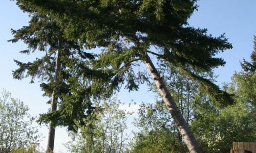 arbre-dangereux-1024x683
