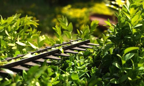 hedge-3393849_1280-1024x790